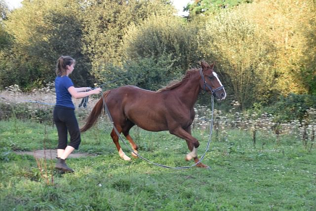 Image of a horse and a female trainer - Patricia Scott Insurance